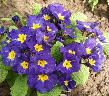 Примула многолетняя