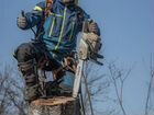 Спилить, обрезать, удалить деревья в Дмитрове объявление продам