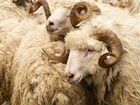 Овцы бараны на Xьaкъикъат на акика