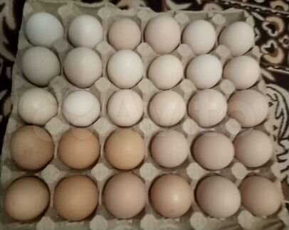 Яйца инкубационные (микс)