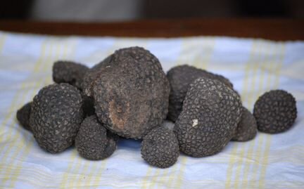Cвежий Трюфель гриб из Италии