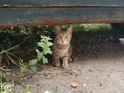 Ищет дом молодой котик