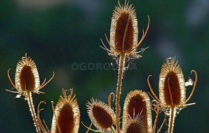 Ворсянка посевная