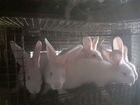 Кролики(Белые великаны, Фландры) объявление продам
