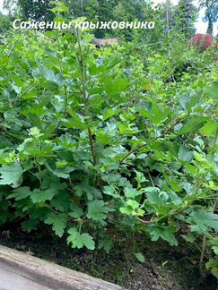 Крыжовник Малахит саженцы, кусты, земляника усы