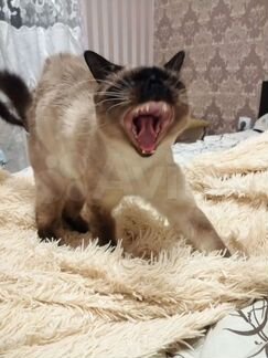 Тайский кот вязка