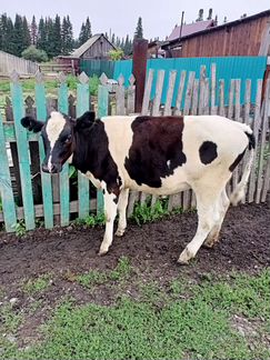 Корова высокоудойная и теленок - фотография № 2