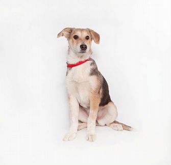 Щенок ищет дом