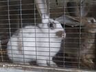 Кролики порода « Бабочка» объявление продам