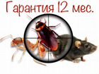 Дезинфекция тараканов, клопов, муравьев, блох и др