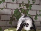 Вислоухие карликовые крольчата