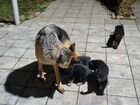 Собаки щенки немецкая овчарка объявление продам