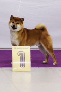 Кобель для вязки