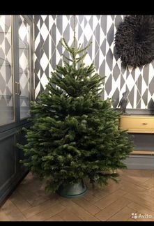 Живая ель из дании