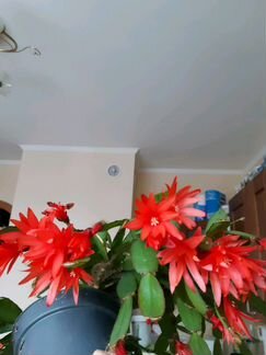 Комнатные цветы: рипсалидопсис, декабрист, каланхо