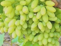 Черенки и саженцы винограда столов и винного из По