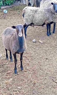 Овцы бараны ягнята - фотография № 2
