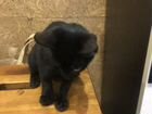 Котёнок, Чёрная кошечка, Багира объявление продам