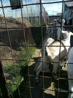 Продам дойных коз и заанонубийских козочек - фотография № 4
