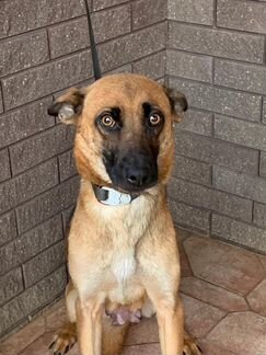 Собачка с говорящими глазами. В дар