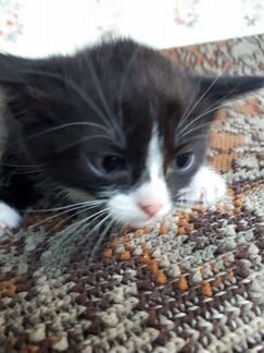 Котята привитые от 3мес в дар