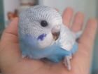 Волнистый попугай ручной