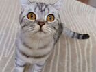 Шотландская скоттиш-страйт кошка