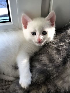 Белые котята «дворянской» породы