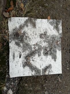 Листы бересты для панелей