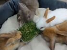Карликовый кролик и др животные