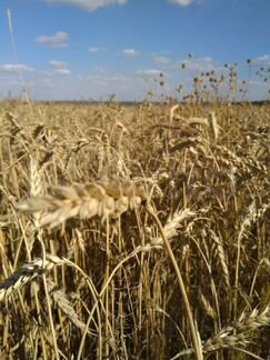 Зерно: пшеница