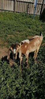 Дойная нубийская коза - фотография № 9