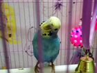 Волнистый попугай объявление продам