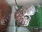 Две красноухие черепахи, с аквариумом 50л, фильтро
