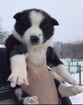 Якутская лайка щенок девочка 1,5 мес объявление продам